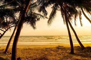 sea beach with coconut palm tree at sunset time photo