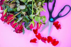 Cut rose on pink background - cutting a roses flower with scissors in a flower shop for decorating photo
