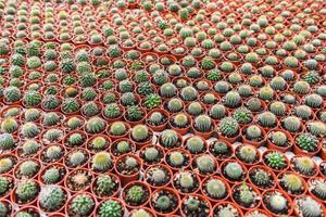 varios tipos hermoso mercado de cactus o granja de cactus - maceta de cactus en miniatura decorada en el jardín foto