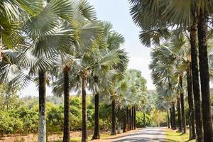 Road and palm decorate garden and green leaf - Walkway with palm tree in the tropical summer photo