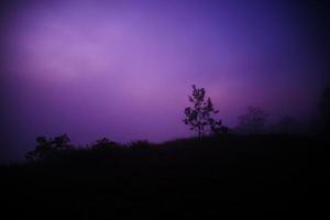 árbol en la noche y fondo oscuro del cielo púrpura