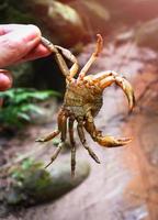 espectáculo de cangrejo garra en la mano en los arroyos del río agua naturaleza bosque cangrejo de roca espinosa agua dulce foto
