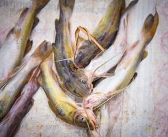 montón de bagre fresco fondo del río pescado de agua dulce a la venta en el mercado local foto