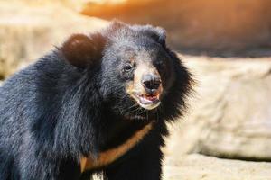 oso negro asiático con cofre la forma de v es lana blanca foto