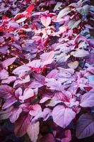 Fresh purple amaranth leaf growing in the vegetable garden Red spinach plant photo