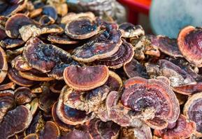 Dry lingzhi mushroom herbal medicine natural for sale in the local asia photo