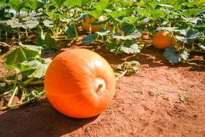 Orange pumpkin plant on field growing on vine on organic vegetable garden photo