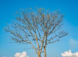 Bare tree branches on blue sky and cloud background photo