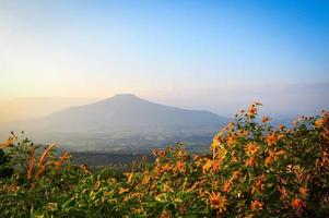 Landscape Thailand beautiful mountain scenery view on hill with tree marigold flower field and sunset photo