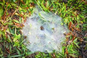 telaraña de araña en la hierba verde molida con rocío matutino en la naturaleza foto