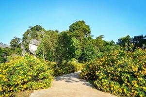 Camino con campo de flores de caléndula de árbol amarillo o girasol mexicano en el jardín del parque