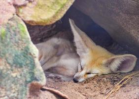 zorro fennec, zorro del desierto duerme en la cueva de piedra foto