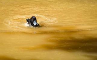 pato tufting nadando en el río del estanque en la granja de patos foto