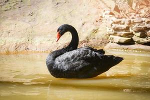 Black swan swimming in the pond in summer Black Duck photo