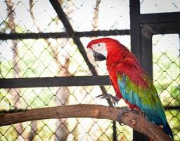 pájaro macore loro rojo verde y azul ala en la jaula granja de aves foto