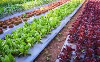 Green vegetable garden field planting chinese kale green and red oak lettuce salad photo