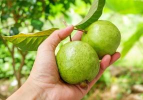 fruta de guayaba verde fresca a mano en el jardín de frutas tropicales foto