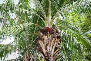 Palm fruit oil on the palm tree in the garden agriculture asia photo