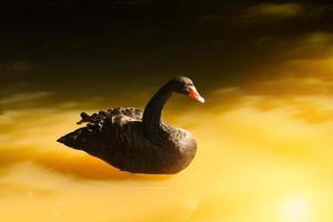 cisne negro nadando en el estanque en verano pato negro foto