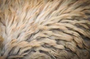 real de fondo de textura de lana de oveja foto