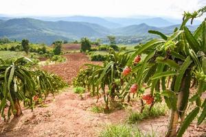 Dragon fruit on tree plant ripe dragon fruit garden the product agriculture waiting for harvest on mountain in Thailand Asian pitaya or pitahaya photo