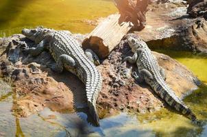 Crocodile lying relaxing on stone near the water in crocodiles farm animal wildlife reptile photo