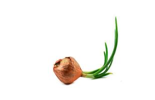 Green seedling spring onion or bud of shallot growing for planting isolated on white background photo