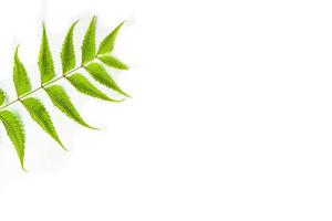 Azadirachta indica neem leaves isolated on white background photo