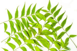 Azadirachta indica hojas de neem aislado sobre fondo blanco. foto