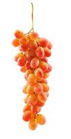 Beautiful bunch of red grapes isolated on white background. Full clipping path. Ripe grapes. photo