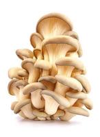 Oyster mushrooms isolated on a white background. Full clipping path. A beautiful bunch of mushrooms. photo