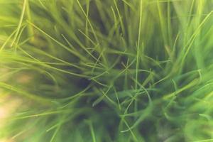 Spring or summer background with green grass. Abstract nature pattern, artistic nature background photo