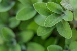 vista de primer plano de la naturaleza de la hoja verde en el jardín en verano. paisaje de plantas verdes naturales que se utiliza como fondo o papel tapiz. foto