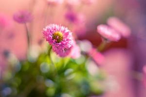 Beautiful pink flowers in outdoor park, amazing blurred nature background. Flowering freshness and calmness nature concept, blur and dream closeup with sun rays. photo