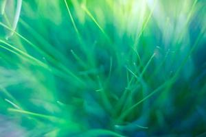 Spring or summer background with green grass. Abstract nature pattern, artistic nature background photo