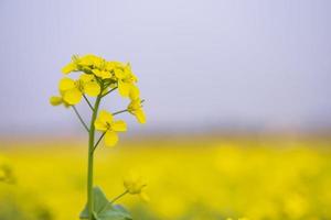 foco de primer plano una hermosa flor de colza amarilla floreciente con fondo borroso foto