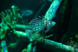 Underwater world. Lionfish fish in an aquarium photo