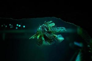 Underwater world. Lionfish fish in an aquarium photo