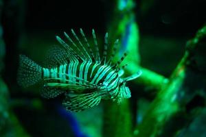 Underwater world. Lionfish fish in an aquarium photo