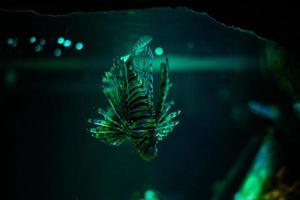 mundo submarino. pez león en un acuario foto