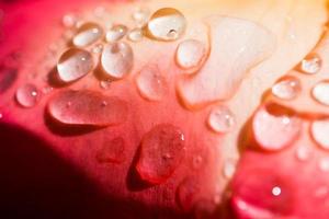 pétalos de rosa con gotas de agua