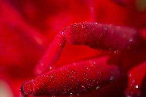 Rose with water drops on it photo