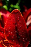 Blooming beautiful lily flowers in macro view photo