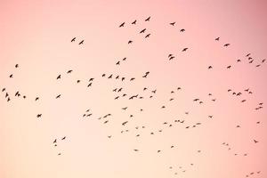 bandada de pájaros vuela en el cielo foto