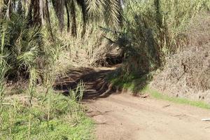 Forest country road in northern Israel. photo