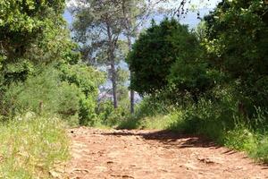 camino forestal en el norte de israel. foto