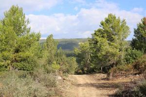 Forest country road in northern Israel. photo