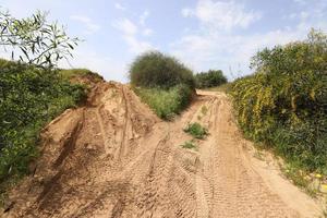 camino forestal en el norte de israel. foto