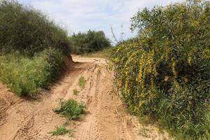 Forest country road in northern Israel. photo