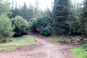 camino forestal en el norte de israel. foto